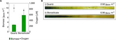 The Impact of Glass Material on Growth and Biocatalytic Performance of Mixed-Species Biofilms in Capillary Reactors for Continuous Cyclohexanol Production